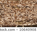 Feather 10640908