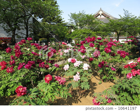 Daishi Nishiarai in the spring when the buttons are in full bloom (2nd potatoen) 10641197