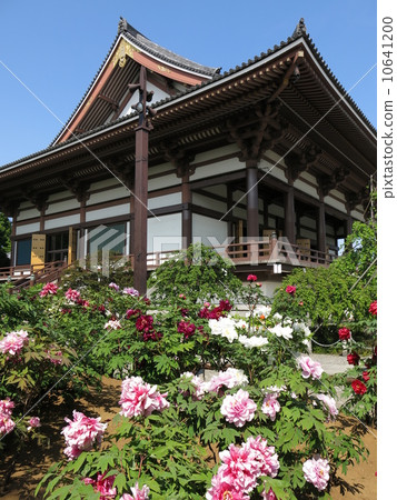 Daishi Nishiarai of the spring in which the buttons are in full bloom (Daihonten and the 5th Lotus Garden) 10641200