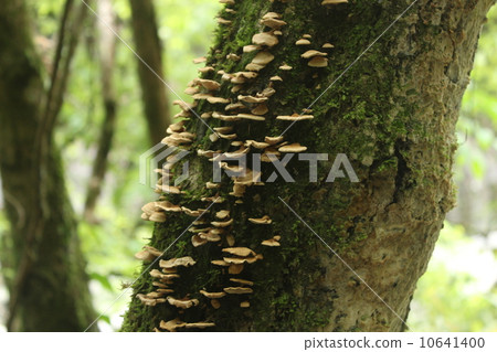 三宮狹窄 三宮狹窄 10641400