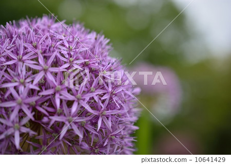 蔥屬·Christophee蒼白Murasakashi宏 10641429