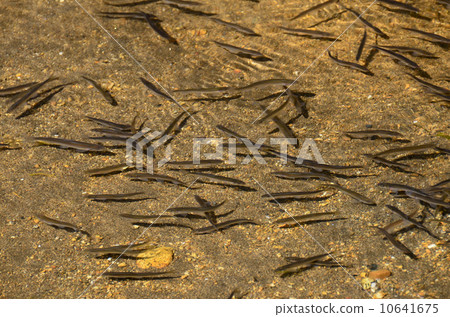 Spawning grounds of sparrow 10641675