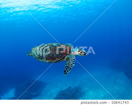 Sea turtle Sea turtle 10641743
