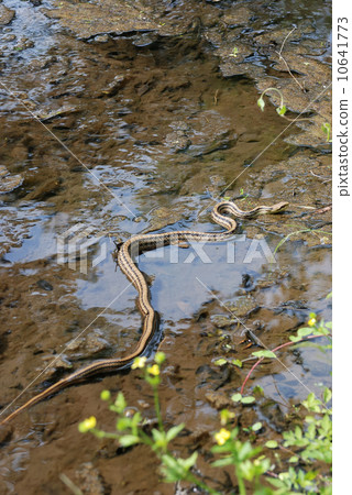 Panoramic view of the snake Panoramic view of the snake 10641773