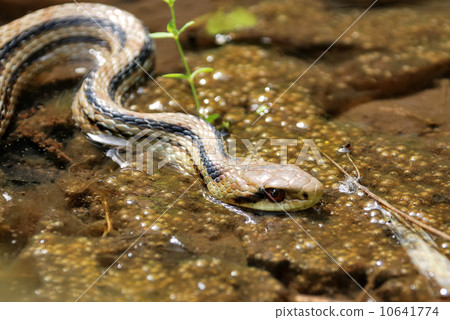 Shimate snake 10641774