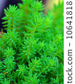 Sedum 10641818