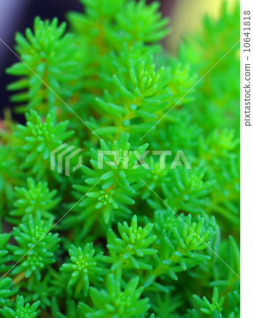 Sedum 10641818