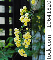 Yellow moco borough 10641820