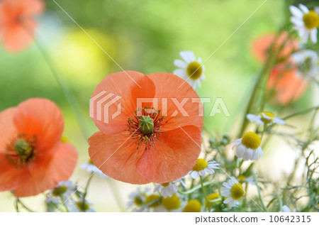 Poppy 10642315