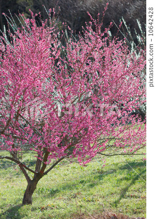 梅花在早春盛開 梅花在早春盛開 10642428