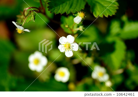 野草莓 野草莓 10642461