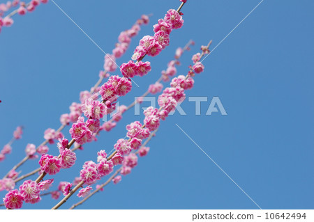 開花在早期的春天清楚的天空的紅色花 開花在早期的春天清楚的天空的紅色花 10642494