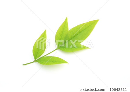 南部的Wakaba 南部的Wakaba 10642811