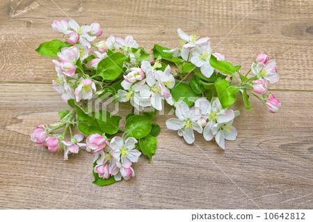 blooming apple tree branch on wooden background 10642812
