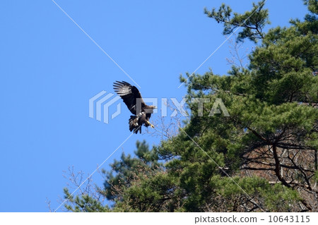 Eagle's eagle Eagle's eagle 10643115