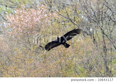 Eagle's eagle 10643117