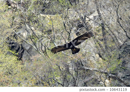 鷹之鷹 鷹之鷹 10643119