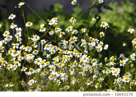Chamomile 10643179