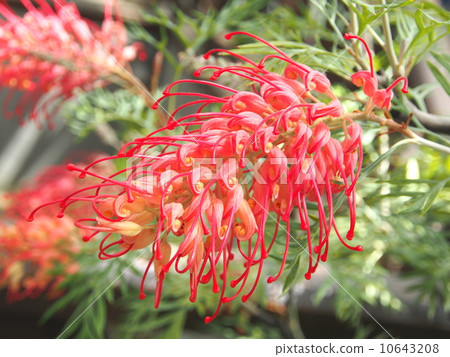 Grevirea · Robin Gordon 10643208