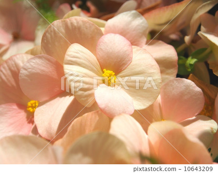 Elatiol Begonia Elatiol Begonia 10643209