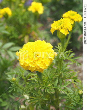 萬壽菊·Perfectionion黃色 10643210