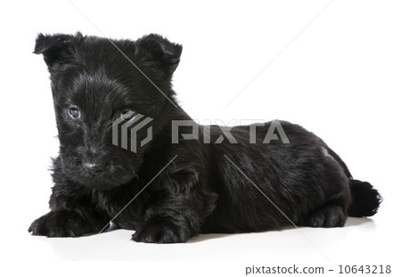 Scottish Terrier puppy 10643218