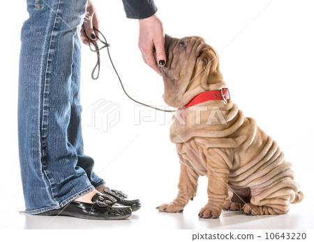 dog training 10643220