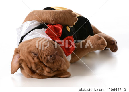 tired puppy tired puppy 10643240