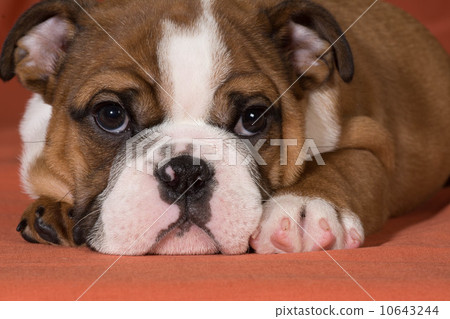 bulldog puppy bulldog puppy 10643244