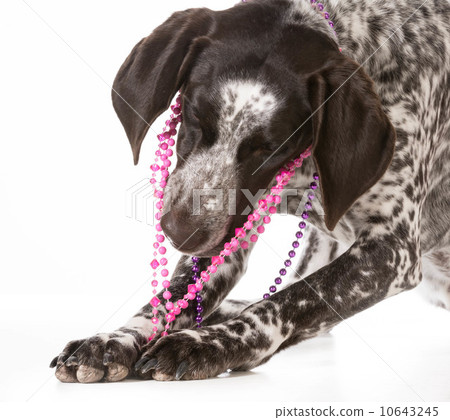 naughty dog naughty dog 10643245