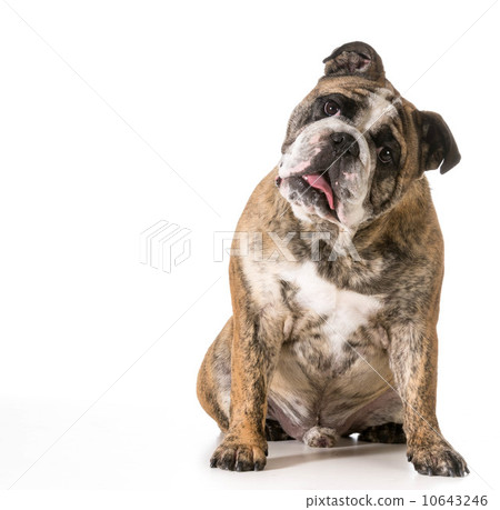 english bulldog english bulldog 10643246