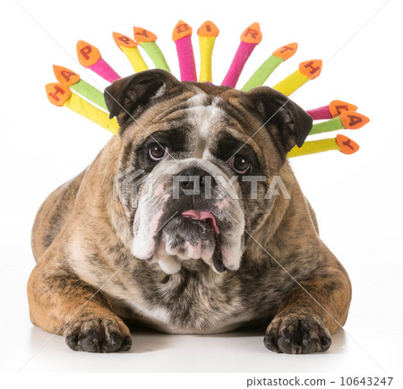 birthday dog birthday dog 10643247