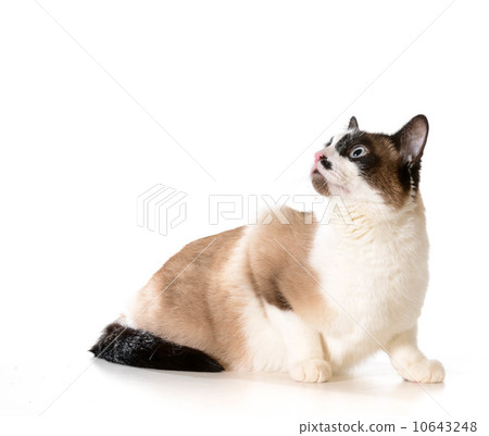 ragdoll cat 10643248