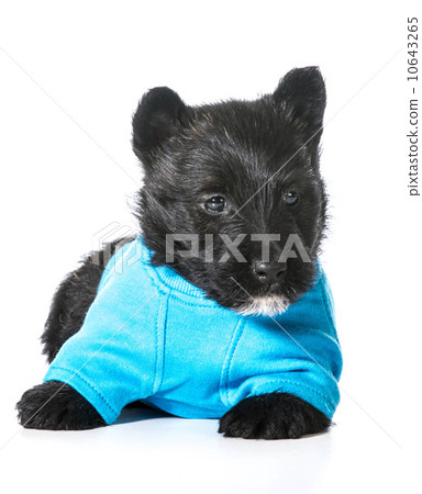 Scottish Terrier puppy 10643265