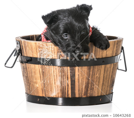 Scottish Terrier puppy 10643268