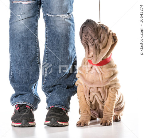 dog training dog training 10643274