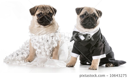 dog bride and groom dog bride and groom 10643275