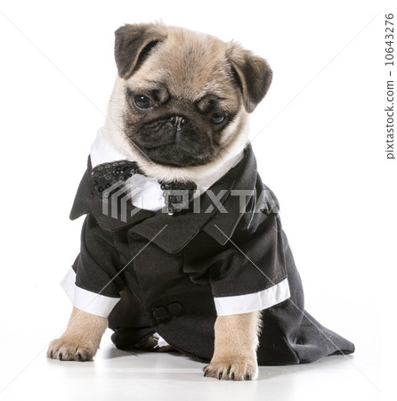 formal dog formal dog 10643276
