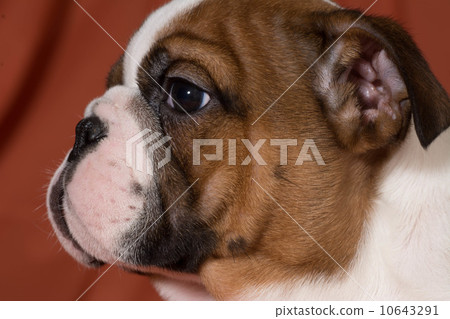 bulldog puppy bulldog puppy 10643291