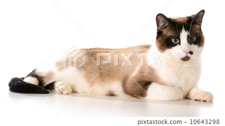 ragdoll cat 10643298