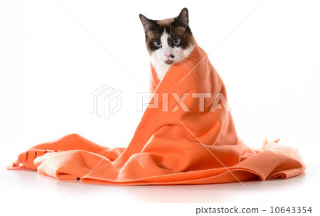 cat under cover cat under cover 10643354