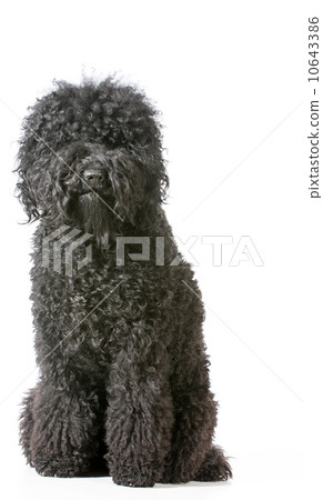 barbet barbet 10643386