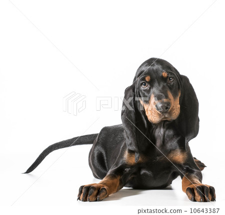 cute puppy cute puppy 10643387