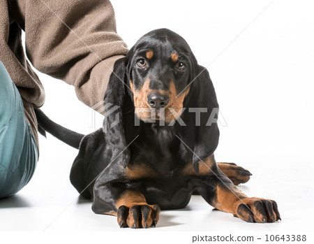 man's best friend man's best friend 10643388