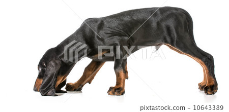 scenting dog 10643389