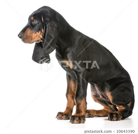 cute puppy cute puppy 10643390