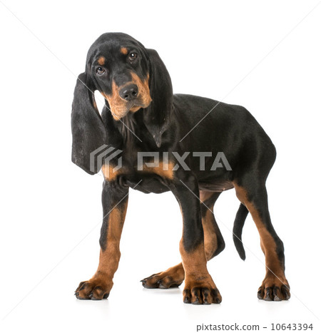 cute puppy 10643394