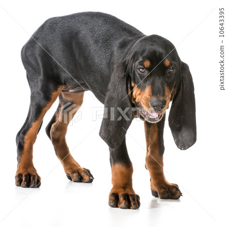 black and tan coonhound black and tan coonhound 10643395