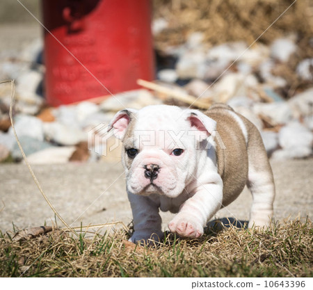 bulldog puppy outside bulldog puppy outside 10643396