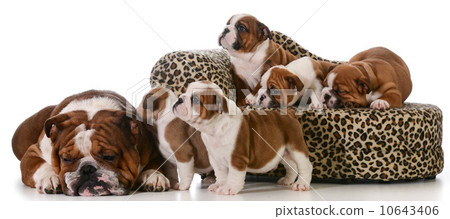 bulldog family bulldog family 10643406